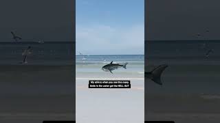 Big Sharks Around when lots of Birds Around Tip of the day 🦈 shark muizenberg capetown [upl. by Ynatsyd747]