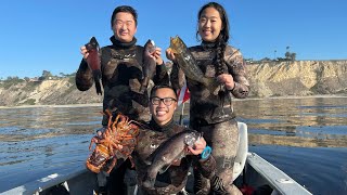 Spearfishing Palos Verdes  California Sheepheads in the Kelp Forests [upl. by Brunhild]