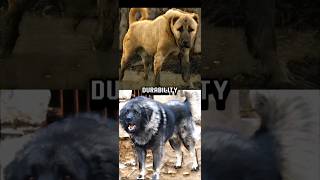 TURKISH KANGAL VS CAUCASIAN SHEPHERD STRENGTH SPEED DURABILITY BITE FORCE WEIGHTETC COMPARISON [upl. by Edrahc]