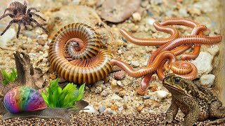 Amazing Giant Millipedes Hunt Snails insects Catch Cute Chicken Hermit crabs Fish [upl. by Relyks]