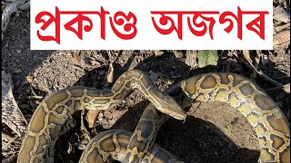 অজগৰ সাপ চাওঁ আহক  Burmese Python in Assam  Short vlog [upl. by Ilil]