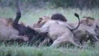 Wicked Sweet 7 Lions Attack a Buffalo [upl. by Spring]