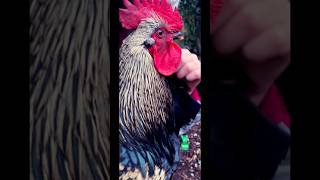 Two types of roosters 🐓 chicken animalshorts funnyshorts rooster birds ayamcemani pets [upl. by Ai]