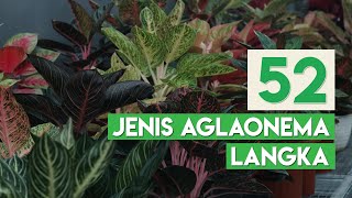 Jenis jenis Aglaonema LANGKA atau RARE ITEM [upl. by Dovev]