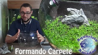 Montando CARPETE SEM ÁGUA  Nano Plantado Bola ep 2 [upl. by Neenad530]