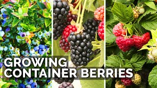 How to Grow Raspberries Blueberries and Blackberries in Containers [upl. by Lais624]