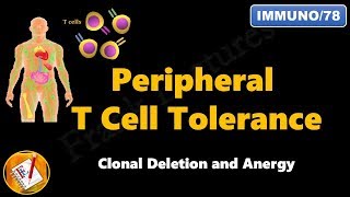 Peripheral T cell Tolerance  Clonal Deletion and Anergy FLImmuno78 [upl. by Leahkim529]