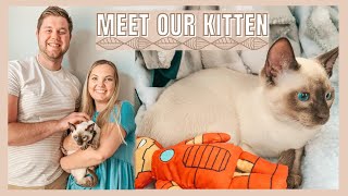 MEET OUR KITTEN  First Day Kitten Tips Tonkinese Cat [upl. by Nannek]