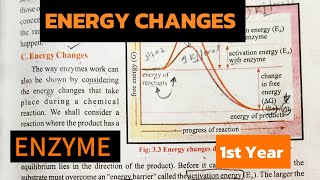 Energy ChangesMechanism Of Enzyme CatalysesEnzyme1st year studywithbotanist6759 [upl. by Simmie]