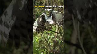 Perfect Shot Harpy Eagle 🦅 Masterfully Hunting A Monkey in the Amazon Rainforest 🔊 With Sound [upl. by Irena]