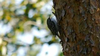 Shorttoed Treecreeper Certhia brachydactyla  Gartenbaumläufer [upl. by Anev959]