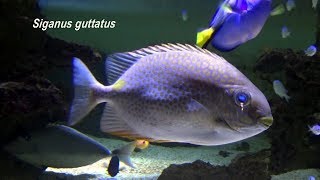 Siganus guttatus [upl. by Granthem]