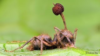 Zombie Ant killed by an Entomopathogenic Fungus [upl. by Enomsed]