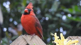 Northern Cardinal Cardinalis cardinalis Timucuan Ecological and Historical Preserve [upl. by Ralf]