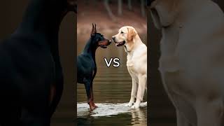 Rottweiler Puppy vs Pitbull puppy  German Shepherd Husky Doberman labrador retriever Pointer [upl. by Enneyehc]