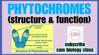 PHYTOCHROME STRUCTURE ampFUNCTION for CSIRNETamp GATESAM BIOLOGY CLASS [upl. by Akitahs]