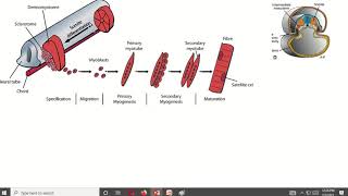 Functional Components of nerve I Motor nerve I GSE SVE GVE explained [upl. by Eniwtna]