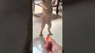 My Hungry Pet shorts shortsfeed shortsvideo viralshort viralvideos [upl. by Letisha185]