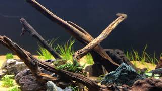 Preview of new 40 gallon breeder high tech planted tank [upl. by Sluiter]