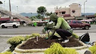 Replanting 🌱 landscaping gardening plantcare satisfying hardwork [upl. by Elvin196]