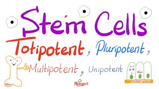 Stem Cells Types Totipotent Pluripotent Multipotent and Unipotent  Teratogens  Biology [upl. by Christal]