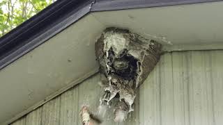 Hornets Nest Removal wWasp Spray and Stick [upl. by Mal]