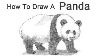 How to Draw a Panda [upl. by Steinman187]