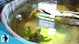 15 How To 300 Gallon Rubbermaid Stocktank Turtles Setup [upl. by Merridie]