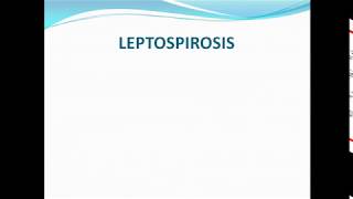 leptospirosis ppt [upl. by Iuqcaj]