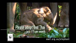 WWFAustralia Adopt an Elephant [upl. by Aneeles735]