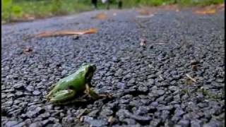 Tree frog Jump Slow motion [upl. by Onaivatco]