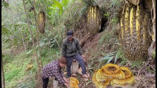 Catching honey bees to raise  the daily life of father and son [upl. by Caputto]