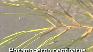 How to identify Sago pondweed Potamogeton pectinatus [upl. by Eryn]