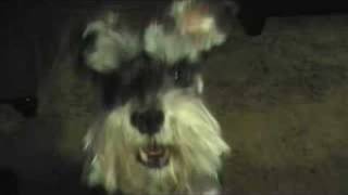 Miniature Schnauzer Talking to me [upl. by Maye]