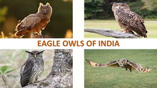 Eagle Owls of India 🦉🇮🇳  Owls  Raptors  Indian Birds [upl. by Feinberg]