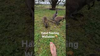 Hand Feeding the Wallabies🦘 shorts wallaby animalfeeding [upl. by Naras]