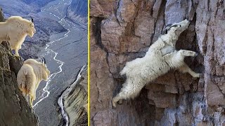 How Mountain Goats Walk On Sheer Cliffs Subduing Gravity [upl. by Smalley230]