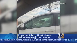 Impatient Dog Honks At Owner [upl. by Fairfax]