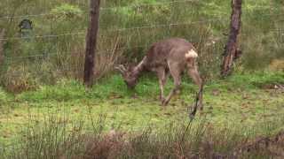 CHEVREUILBois en Hiver Capreolus capreolus  BRUITX [upl. by Acinnod126]