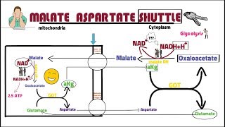 MALATE ASPARTATE SHUTTL [upl. by Bethanne98]