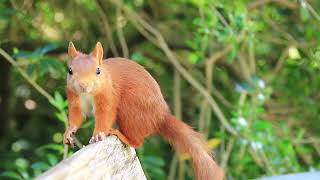 Eichhörnchen auf der Bank  Squirrels on the bench [upl. by Crispen721]