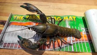 Catching MASSIVE Yabbies  Yabby Catch And Cook In Garlic Butter [upl. by Gillmore]