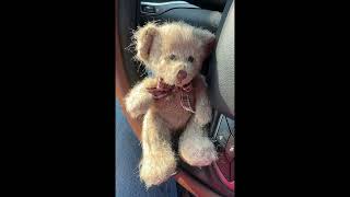 Please name the little bear in my car [upl. by Conn]