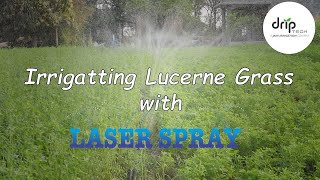 LUCERNE GRASS – Irrigation with Laser Spray Rain Pipe  Rain Hose [upl. by Aicella315]