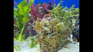 How to get macroalgae in your reef tank [upl. by Liggett]