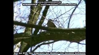 Der Kernbeißer im Wald  Coccothraustes coccothraustes [upl. by Dareg]