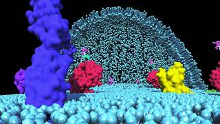 Smart Antitumor Drug Nucleolin Aptamer Paclitaxel Conjugate [upl. by Adin]