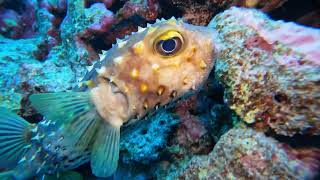 Marsa Nakari Eco Dive Resort Dec 2022 part 2 [upl. by Bernard946]