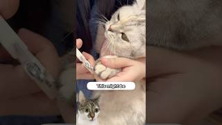 The Easiest Way To Trim Cat Nails ✂️🐱 [upl. by Aretha]