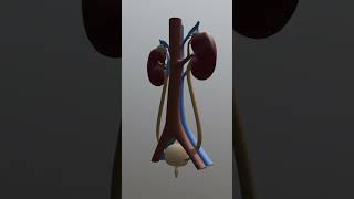 Urinary System or Renal System Introduction [upl. by Jd]